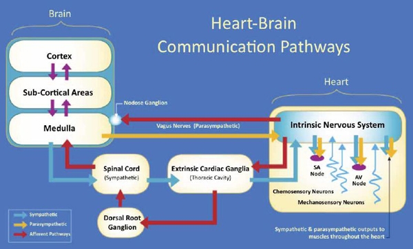 Thinking from the Heart – Heart Brain Science | Noetic Systems ...